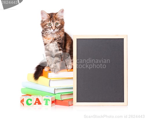 Image of Kitten with chalkboard