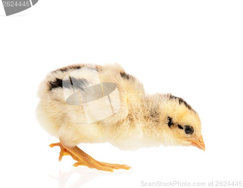 Image of Newborn chick