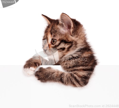 Image of Kitten with blank