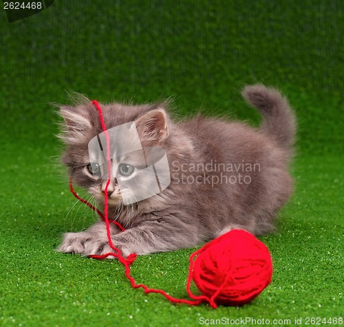 Image of Kitten with red clew