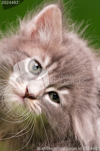 Image of Face of kitten