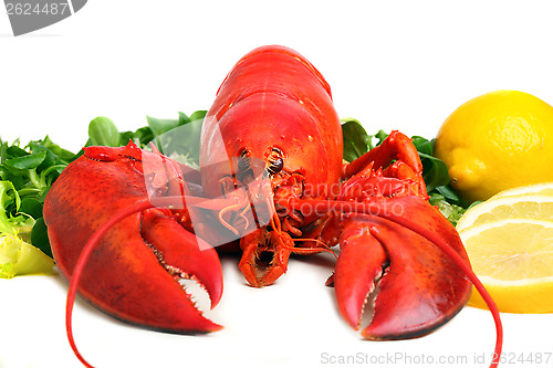 Image of boiled lobster