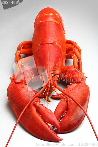 Image of 	Red Lobster