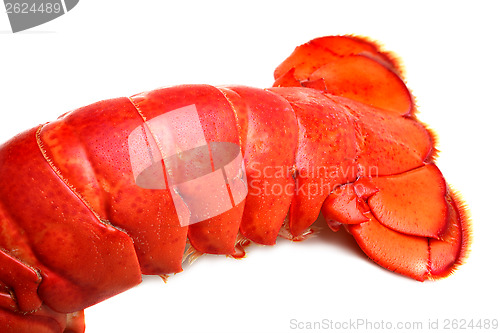 Image of Lobster tail