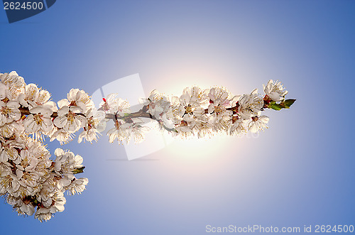 Image of flowering apricots