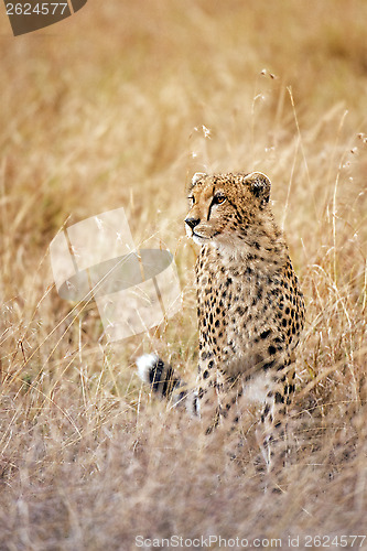 Image of cheetah