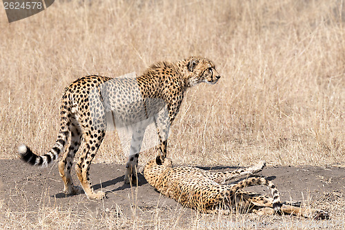 Image of cheetah