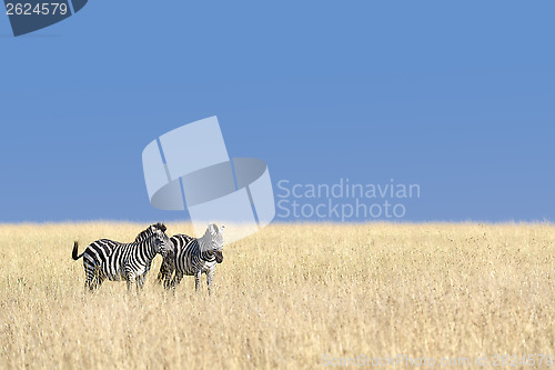 Image of herd of zebras 