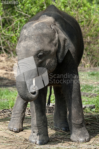Image of Juvenile Asian Elephant