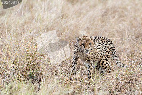 Image of cheetah