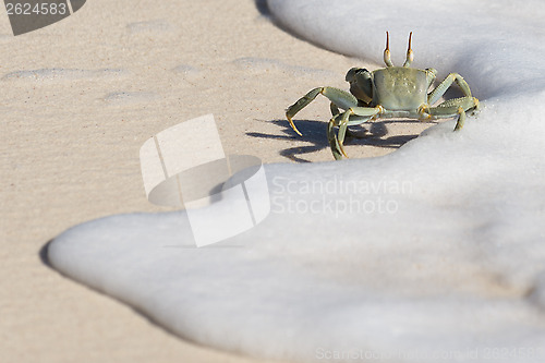 Image of Crab