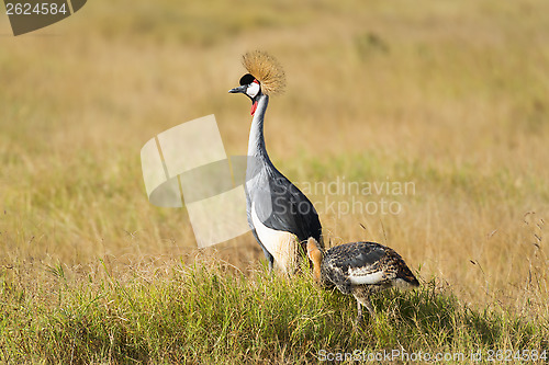 Image of South African Crowned Crane with chick