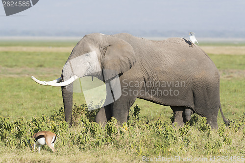 Image of  African Bush Elephant