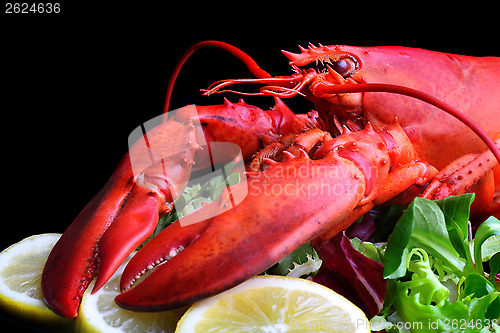 Image of boiled lobster