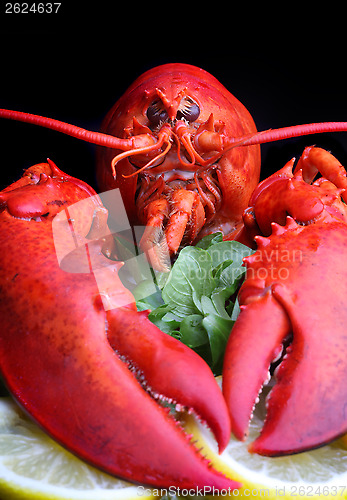 Image of 	boiled lobster