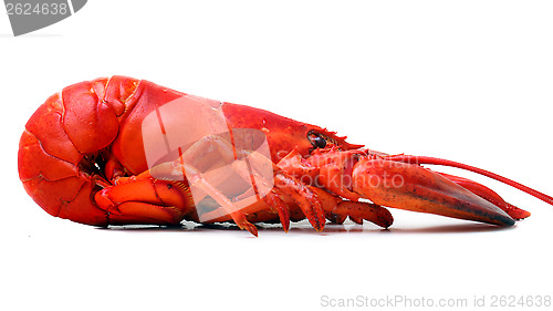 Image of Red Lobster 