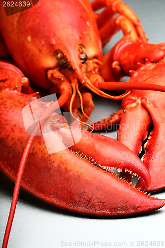 Image of Red Lobster 