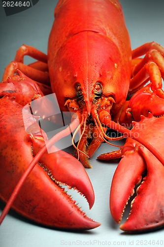 Image of 	Red Lobster 	