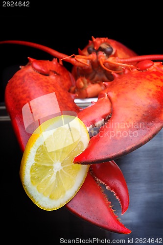 Image of Lobster being boiled