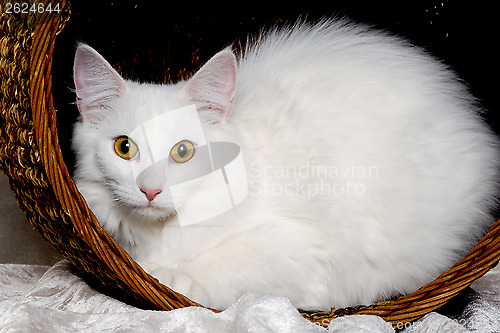 Image of White cat is resting in a basket