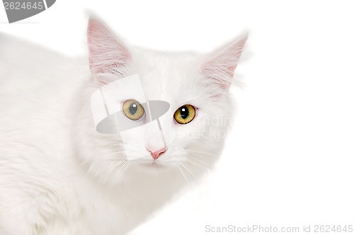 Image of Face of a white cat on white background