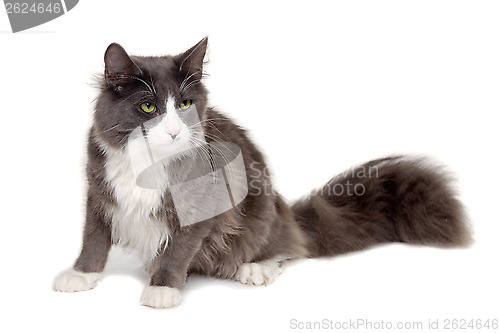 Image of Gray cat sitting on a clean white background