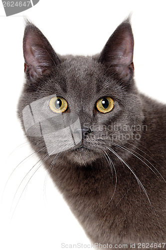 Image of Face of gray cat on white background