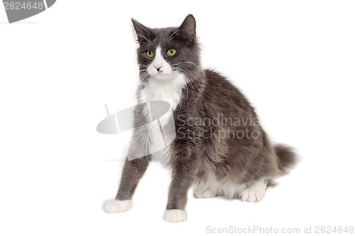 Image of Gray cat sitting on a clean white background