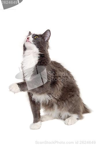 Image of Gray cat sitting on a clean white background