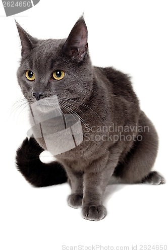 Image of Gray cat sitting on a clean white background