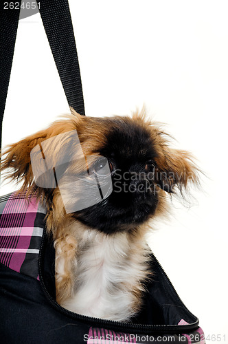 Image of Face of puppy dog in bag