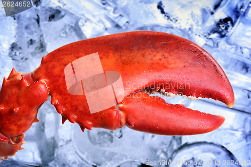 Image of Lobster claw