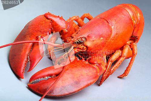 Image of Red Lobster 