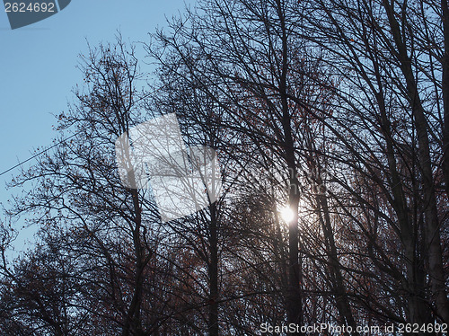 Image of Sun behind the trees