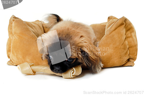 Image of Puppy dog eating bone