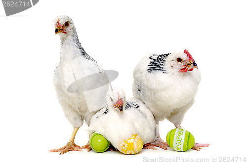 Image of Chickens and easter eggs