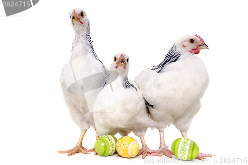 Image of Chickens and easter eggs