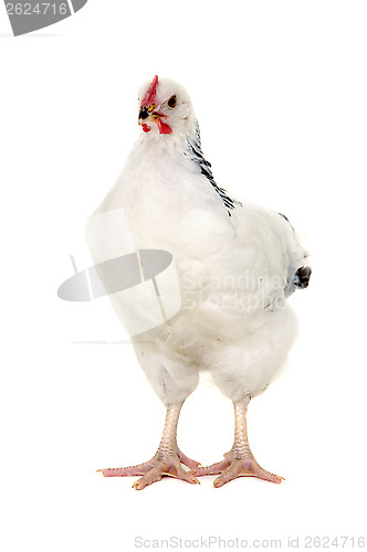 Image of chicken isolated