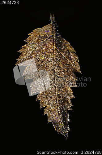 Image of yesteryears leaf