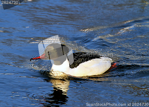 Image of Common Merganser