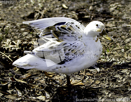 Image of White Mallard