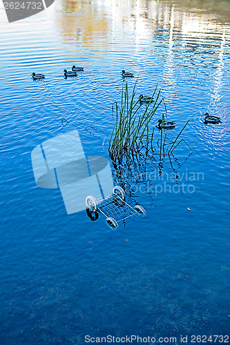 Image of Mallards and junk