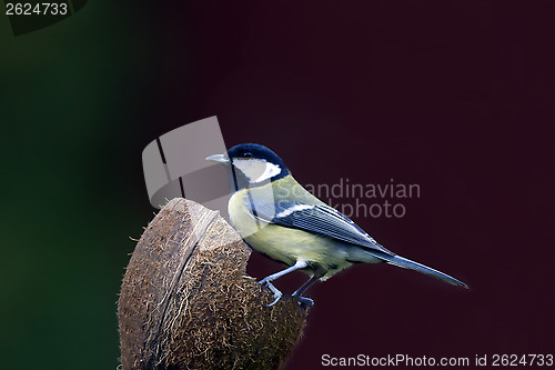 Image of Great Tit