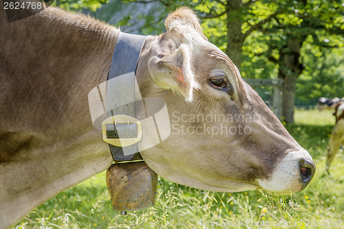 Image of Profile of cow