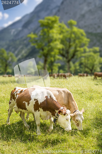 Image of Couple of cows