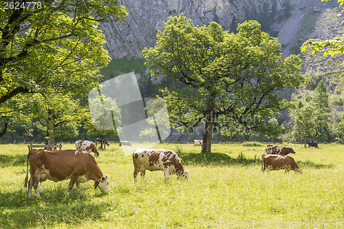 Image of Flock of cows in alps