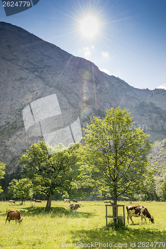 Image of Flock of cows in alps