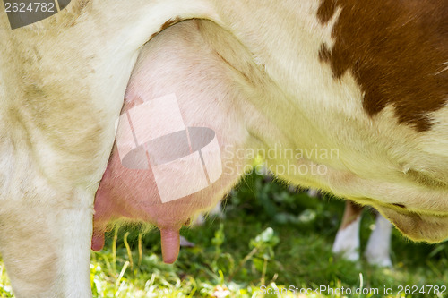 Image of A cow udder