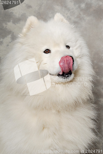 Image of Face of samoyed dog