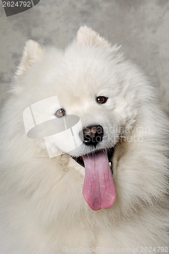 Image of Face of happy samoyed dog